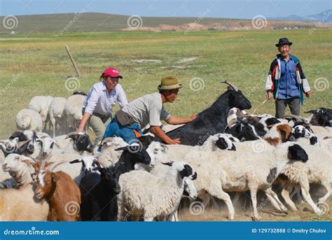 mongolian people count cattle  cutting wool  felt  harhorin