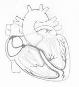 Conduction System Heart Cardiac Ecg Greyscale Illustration Guru Ecgguru Open Click sketch template