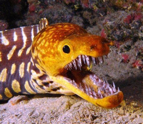 moray eel     teeth rnatureisfuckinglit