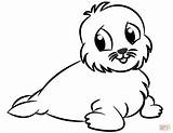 Lobo Marino Seal Kids Galapagos Px sketch template