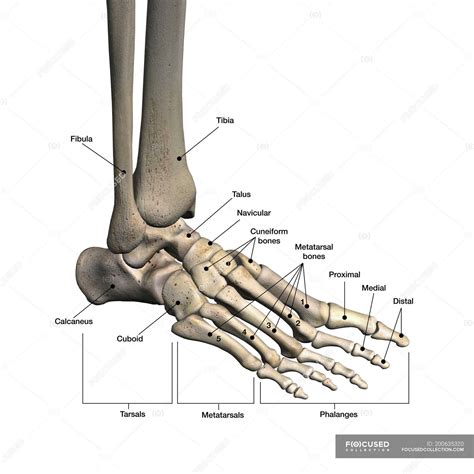 bones  human foot  labels  white background phalanx fibula stock photo