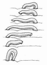 Phyllum Annelida sketch template