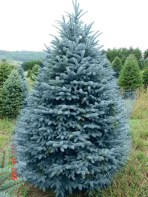 blue spruce images  pinterest blue spruce front