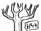 Bark sketch template