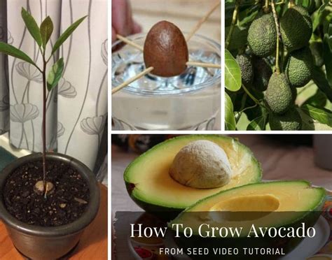 How To Grow An Avocado Seed Cirugiaplasticayalgomas