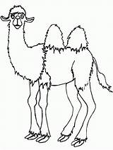 Kameel Kleurplaten Dieren Kamelen sketch template