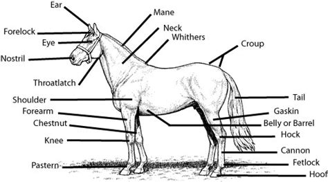 parts   horse answer sheet growing  science blog