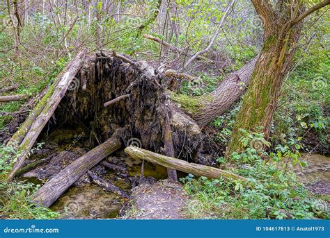 fallen tree   stream   forested forest stock image image  landscape greens