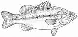 Largemouth Tpwd sketch template
