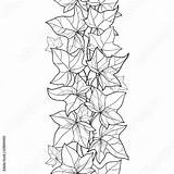 Ivy Foliage Contour Hedera Ornate Fichiers Télécharger Rechercher sketch template