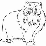 Cat Coloring Pages Printable Persian Kids Sleeping Articles sketch template