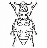 Beetle Coloring Pages Burying Dung Color Animals Endangered Insect Sheet Gif Online Book Animal Beelte Bugs Bailey Bug Insects Designlooter sketch template