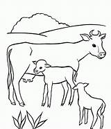 Cow Coloring Pages Printable Baby Drawing Library Clipart sketch template