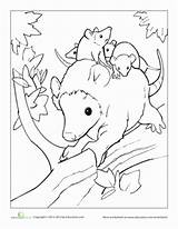 Coloring Possum Opossum 388px 05kb sketch template