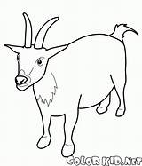 Cabra Capra Colorear Kozy Kolorowanka Koza Cabras Ovejas Ovinos Goats Colorkid Alerta Ziege Campana Collo Caminhada Kolorowanki Owce Ziegen Schafe sketch template