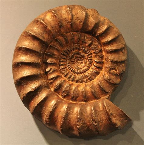 ammonit petrification fossil fossil beast snail ammonit fossilien fossil