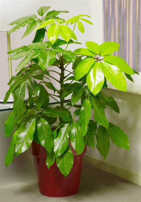 easiest houseplants   grow indoor trees plant care