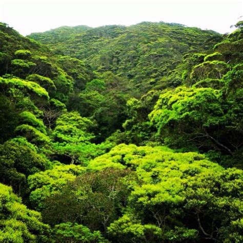 Okinawa Japan Jungle Jungle Life