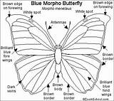 Morpho Butterfly Blue Coloring Getcolorings Color sketch template