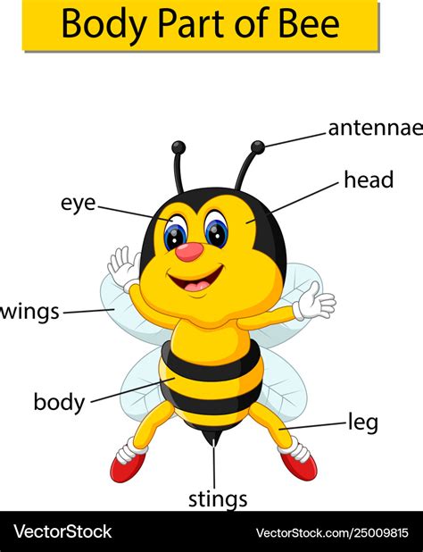 diagram showing body part bee royalty  vector image