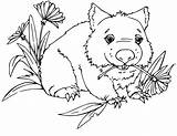 Wombat sketch template
