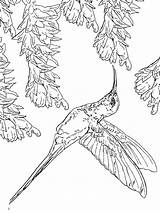Coloring Hummingbird Pages Hummingbirds Throated Ruby Color Birds Getcolorings Print Getdrawings Recommended sketch template