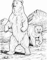 Coloring Bear Bears Grizzly Urso Supercoloring Osos Wood Burning Dwa Czarne Oso Baribal 2703 2134 Step Colorear24 Niedźwiedzie Drukuj sketch template