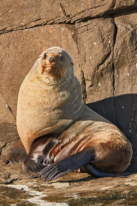 brown fur seal page