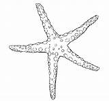 Etoile Estrellita Estrela Stellina Starfish étoile Colorier Estrelita Acolore Dibuix Senbazuru Dessins Dibuixos Animali sketch template