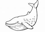Coloring Cartoon Whale sketch template