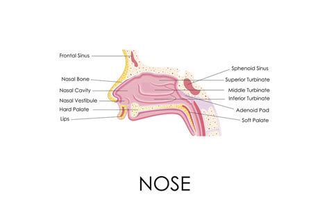 human nose anatomy diagram educational chart poster   ebay