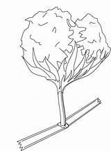 Cotton Pflanze sketch template