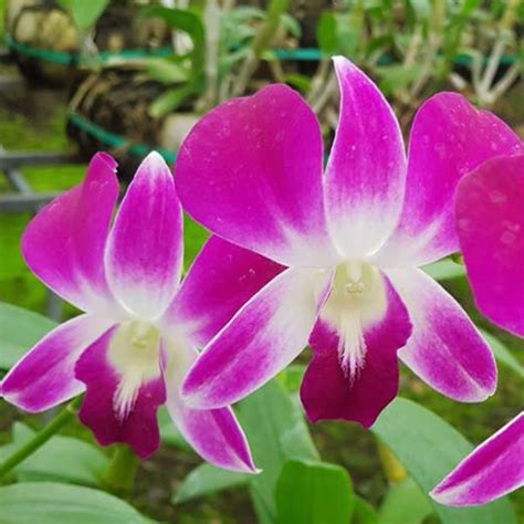 orchid flower plant suppliers in pune orchid flower plant exporter in