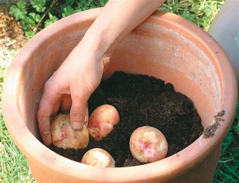 plant container potatoes container potatoes growing potatoes