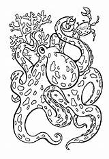 Octopus Coloring Pages Mermaid Colorkid sketch template