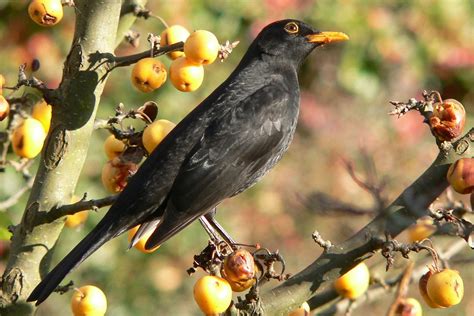 common blackbird brilliant creation