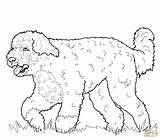Coloring Dog Pages Water Portuguese Pinscher Printable Hound Miniature Basset Drawing Sharpei Dogs Chow Color Supercoloring Newfoundland Drawings Dachshund Choose sketch template