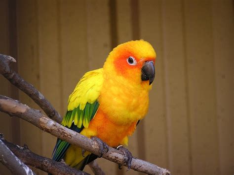 conures list  types facts care  pets pictures