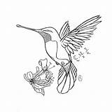 Humming Bird Animals sketch template