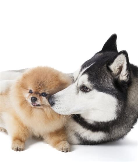 9 Cool Facts About Pomeranians Siberian Husky And