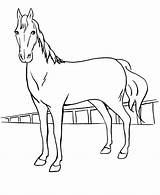Hest Tegning Tegninger Hester Dyr sketch template