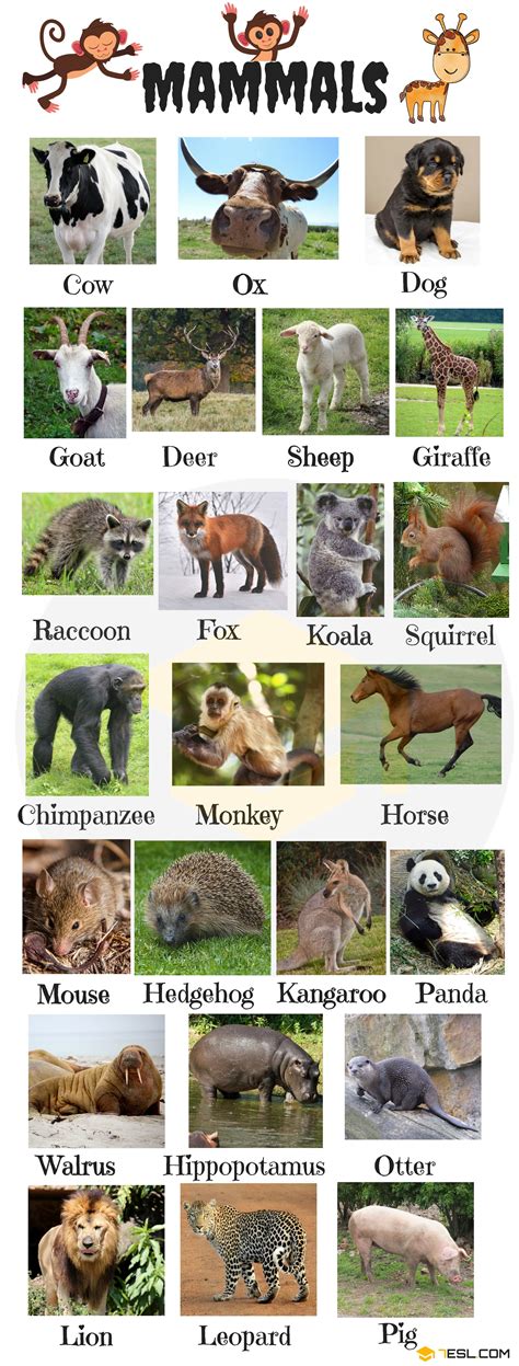 list  mammals  mammal names  pictures esl