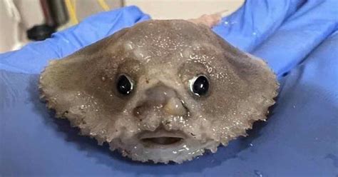 scientists discover  deep sea creature  hes  fked