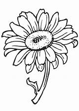 Sunflower Coloring Clipart Clip Sun Flower Library sketch template