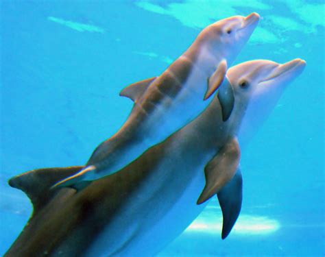 dolphin calf born  brookfield zoo chicago news newslocker