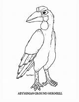 Hornbill Coloring Pages Template Ground sketch template