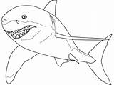 Requin Coloriages Colorier Ko sketch template