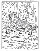 Mammals Ausmalbilder Kids Colouring Malvorlagen Jaguars Coloringhome sketch template