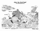 Coloring Coral Reef Labeled Animals Pages Ecosystem Ocean Exploringnature Sea Color Reefs Corals Found Pdf Popular Choose Board sketch template