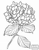 Hydrangea Coloring Drawing Flowers Template sketch template